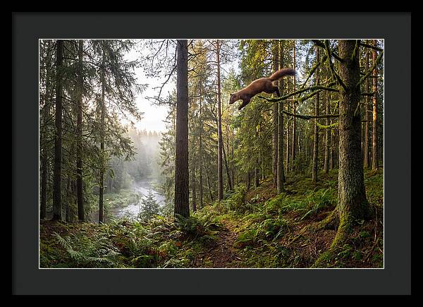 Pine Marten Leaping Through Forest