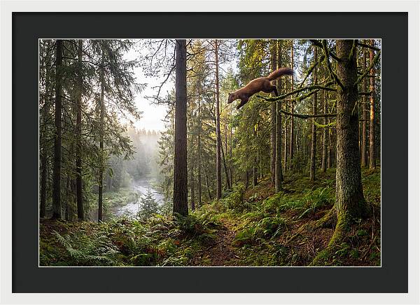 Pine Marten Leaping Through Forest