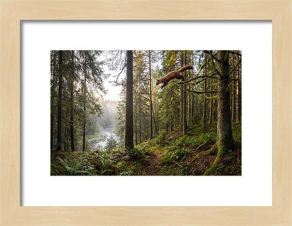 Pine Marten Leaping Through Forest