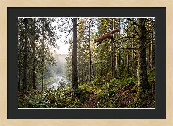 Pine Marten Leaping Through Forest