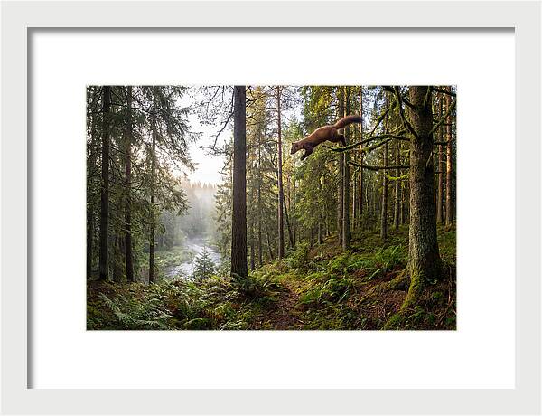 Pine Marten Leaping Through Forest