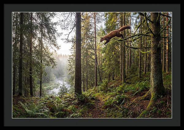 Pine Marten Leaping Through Forest