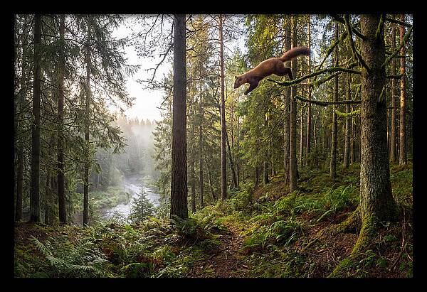Pine Marten Leaping Through Forest