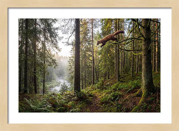 Pine Marten Leaping Through Forest