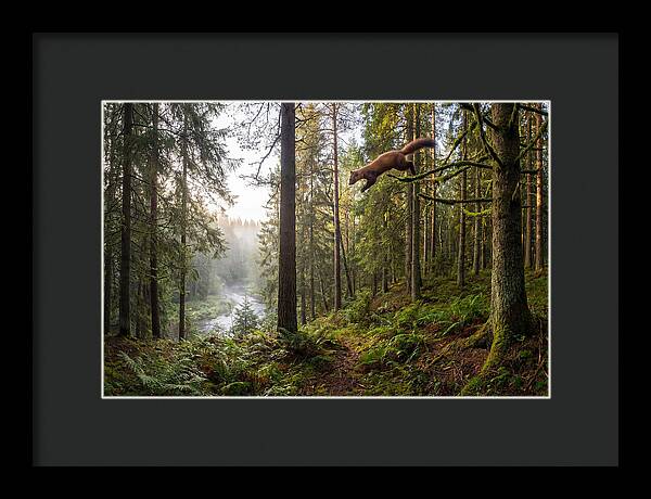 Pine Marten Leaping Through Forest