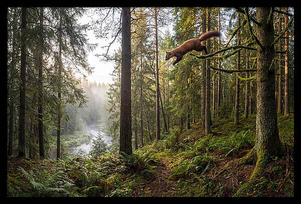 Pine Marten Leaping Through Forest