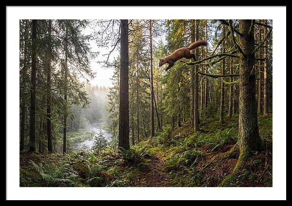 Pine Marten Leaping Through Forest