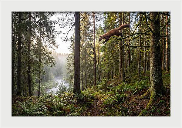 Pine Marten Leaping Through Forest