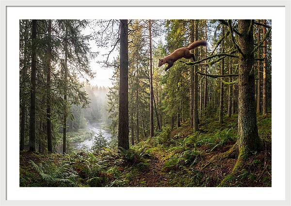 Pine Marten Leaping Through Forest