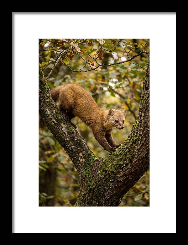 Pine Marten On Branch