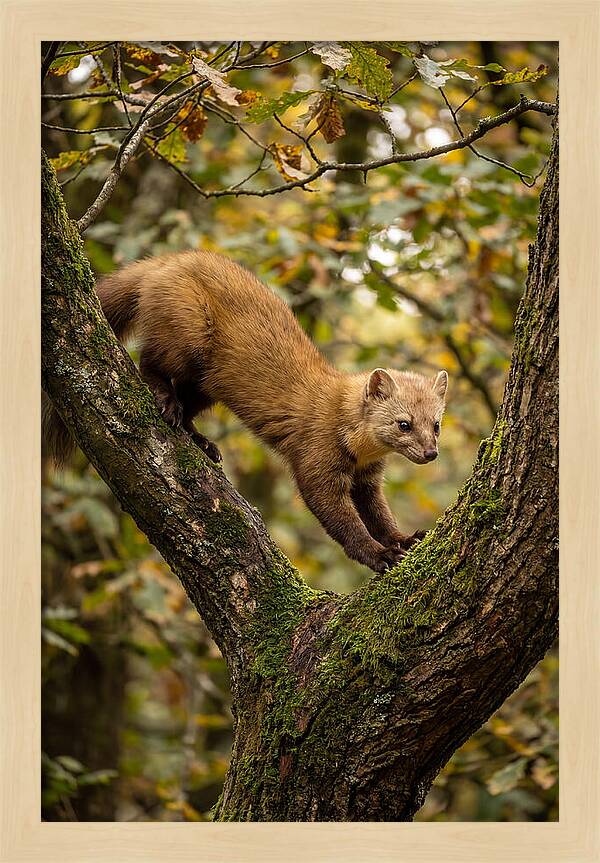 Pine Marten On Branch