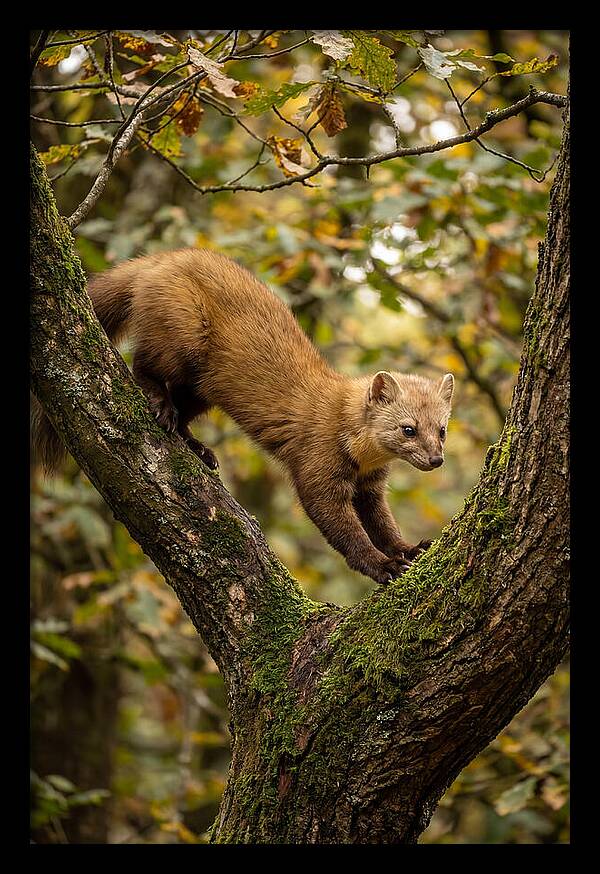 Pine Marten On Branch