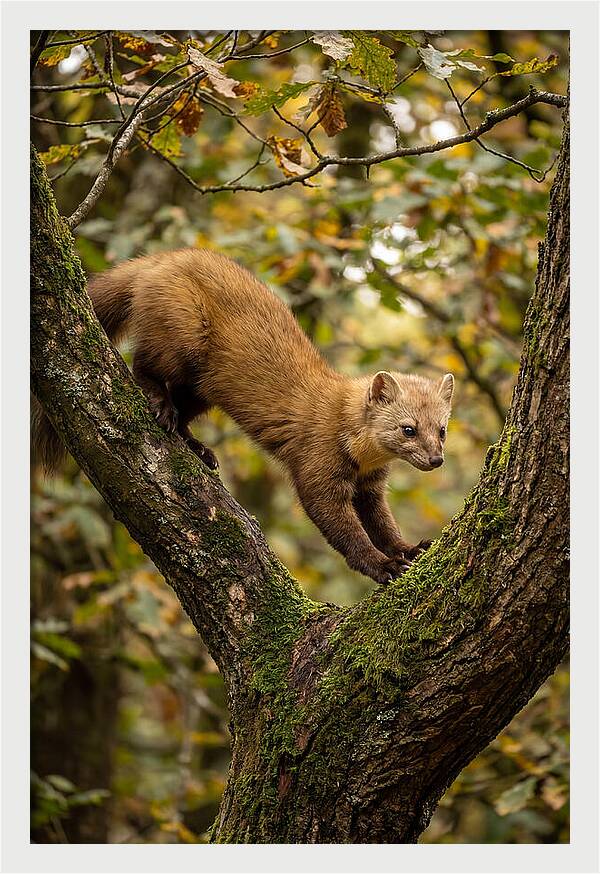 Pine Marten On Branch