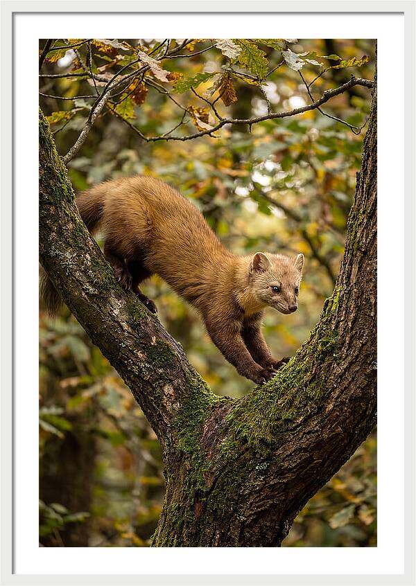Pine Marten On Branch