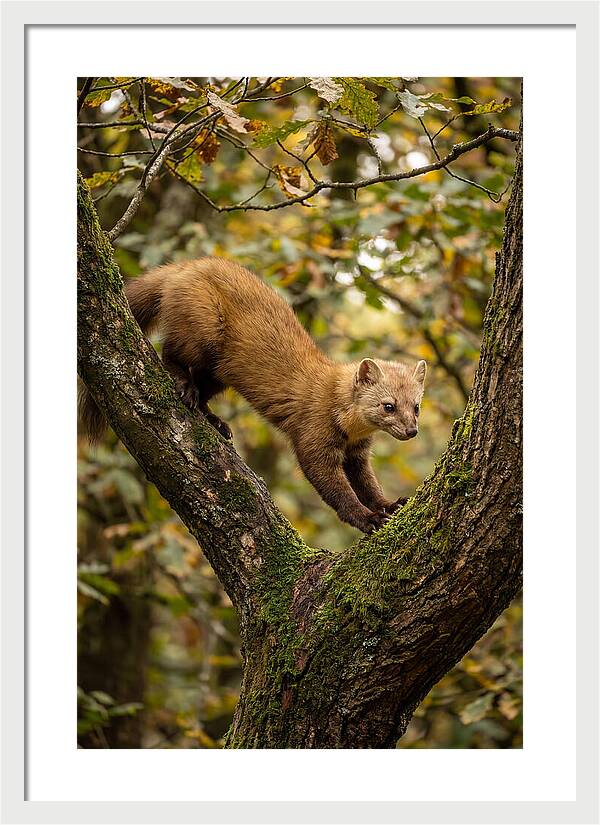 Pine Marten On Branch