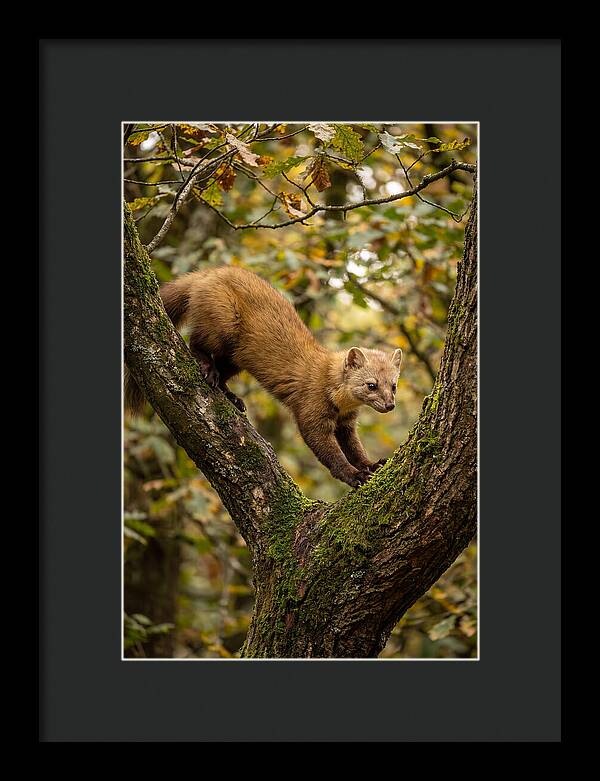 Pine Marten On Branch