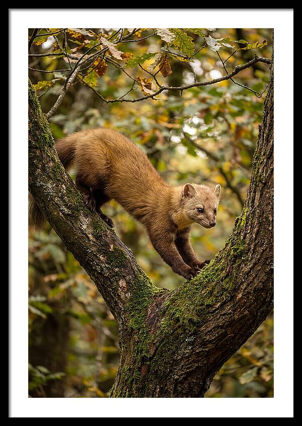 Pine Marten On Branch