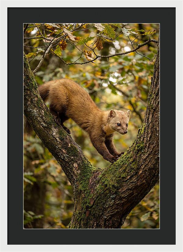 Pine Marten On Branch