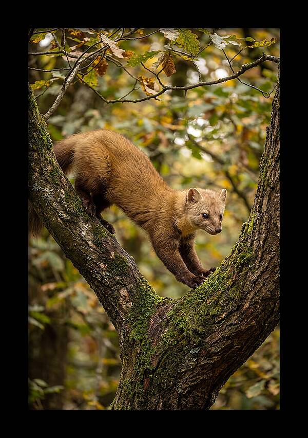 Pine Marten On Branch