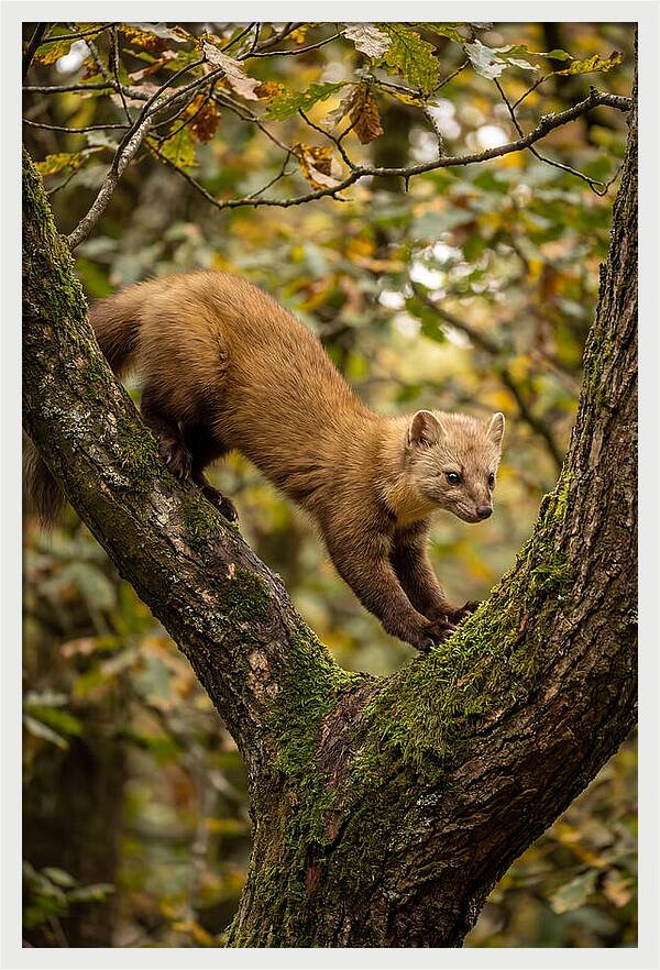 Pine Marten On Branch