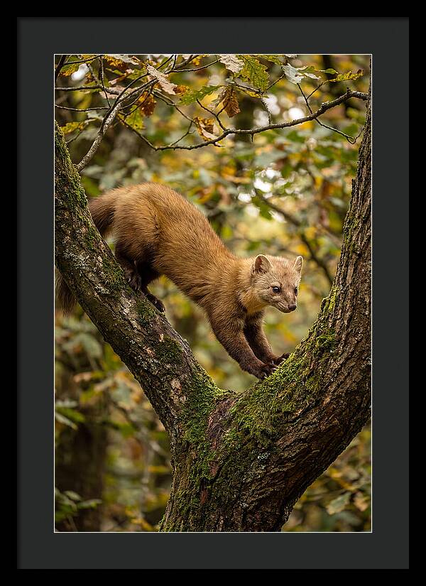 Pine Marten On Branch