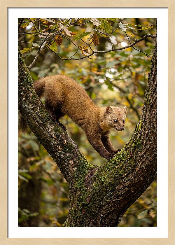 Pine Marten On Branch
