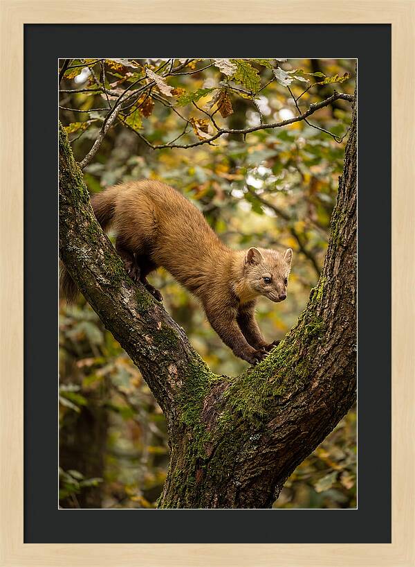 Pine Marten On Branch