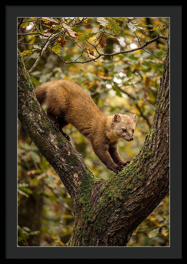 Pine Marten On Branch