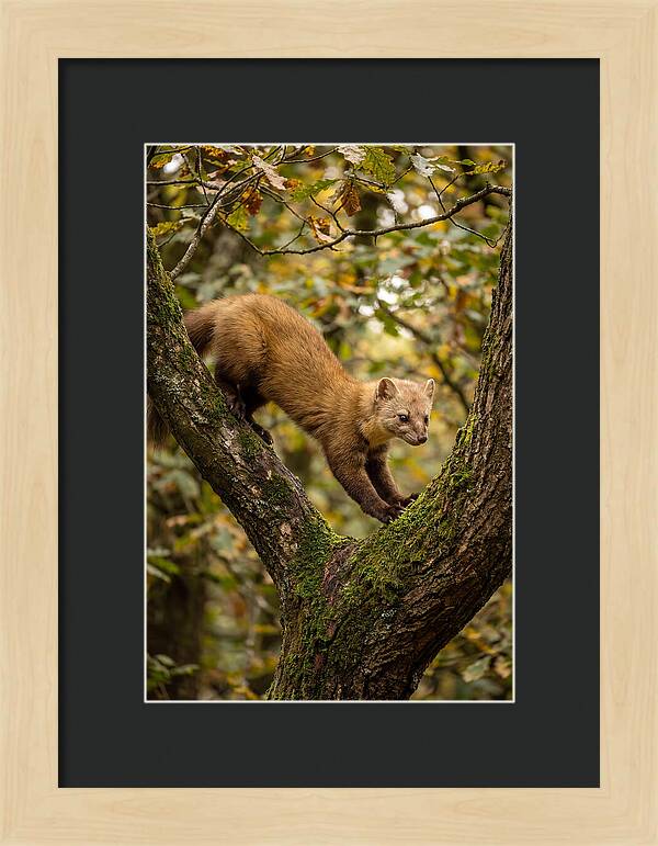 Pine Marten On Branch