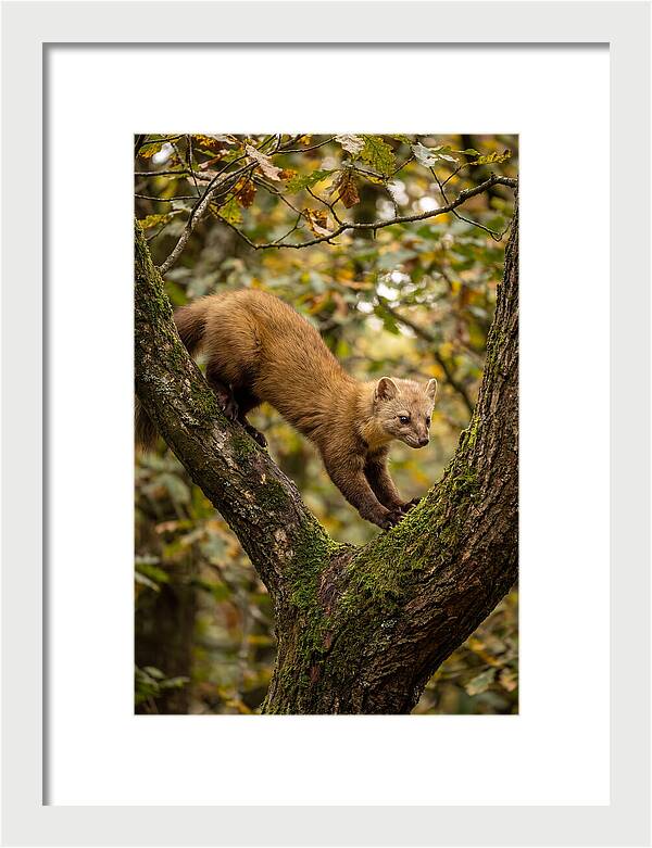 Pine Marten On Branch