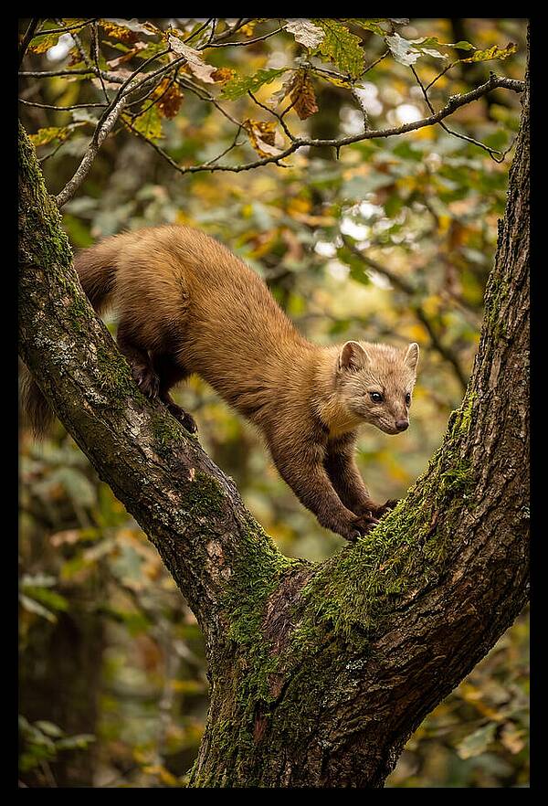 Pine Marten On Branch