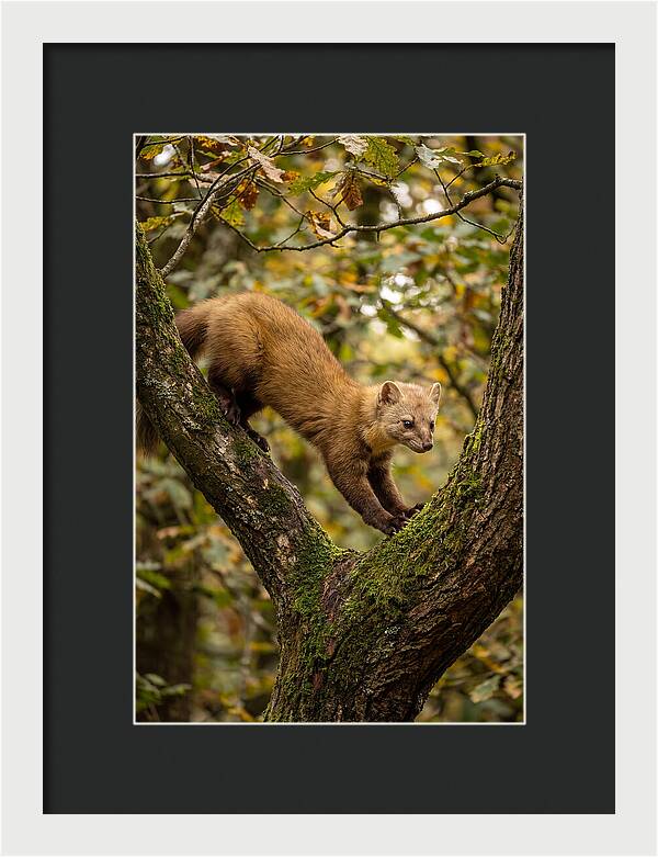 Pine Marten On Branch