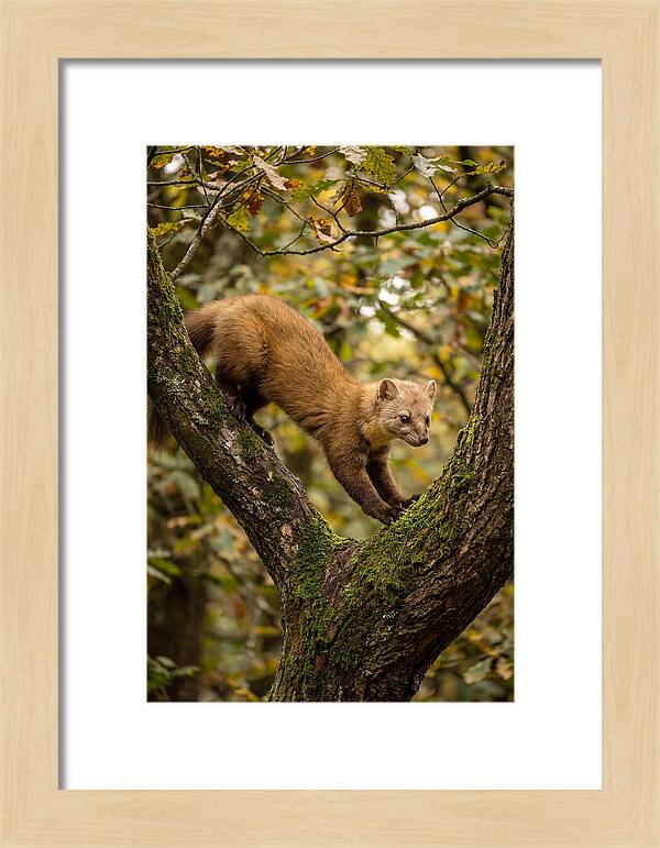 Pine Marten On Branch