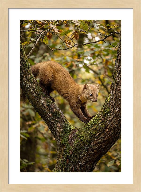 Pine Marten On Branch