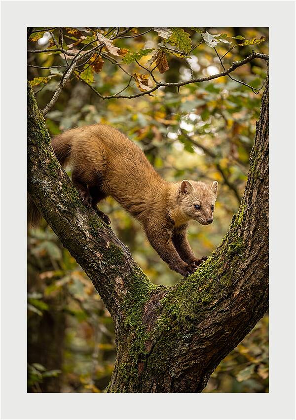 Pine Marten On Branch
