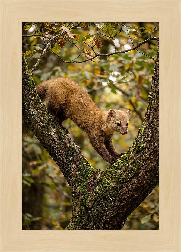 Pine Marten On Branch