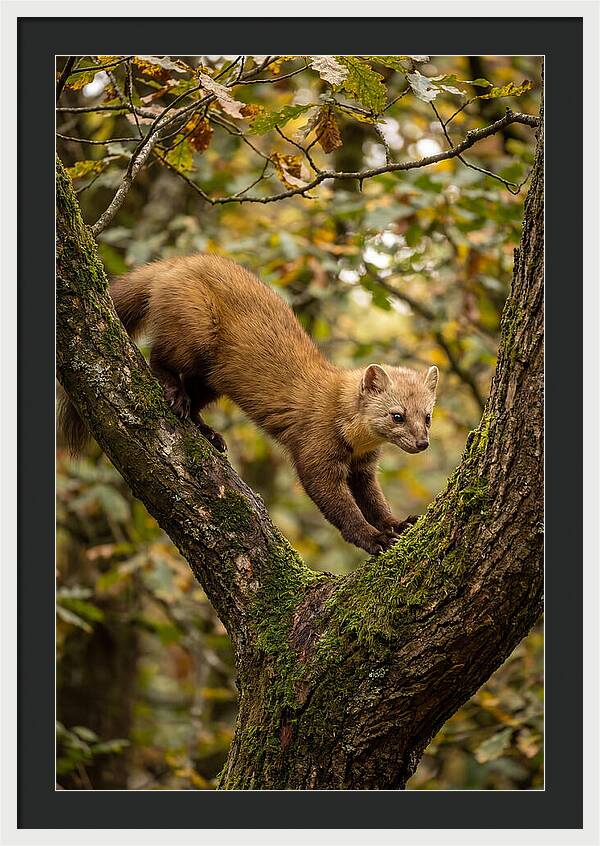 Pine Marten On Branch