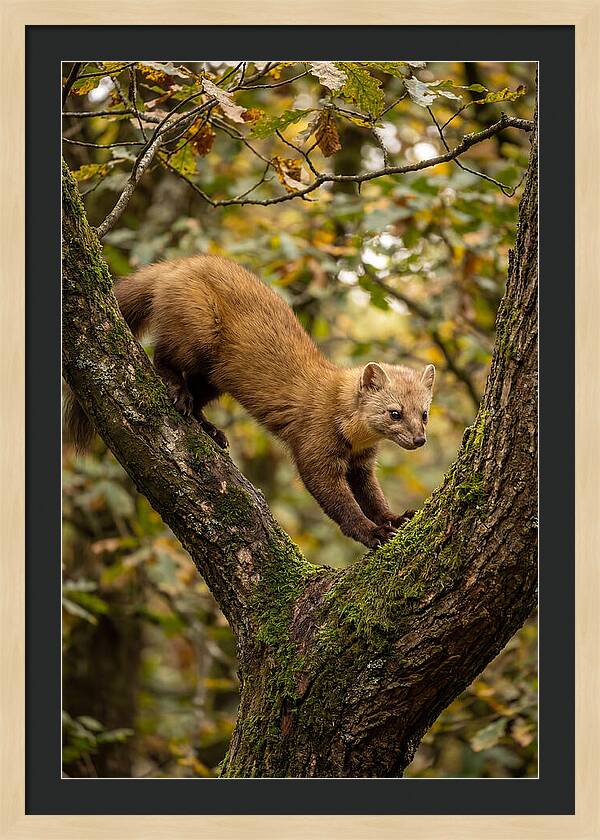 Pine Marten On Branch