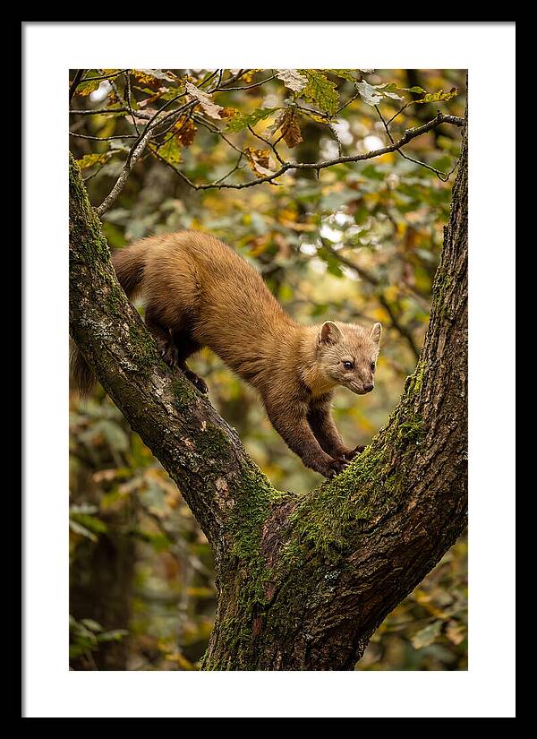 Pine Marten On Branch