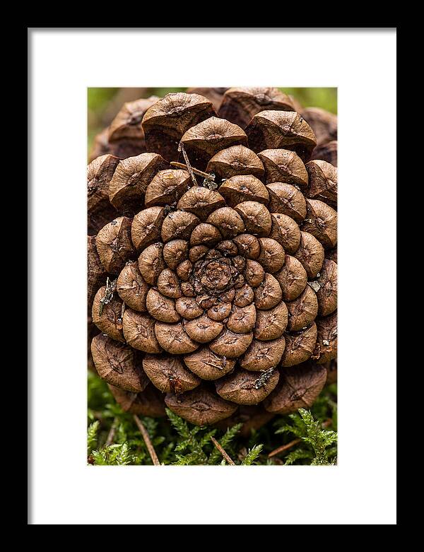 Pinecone Fibonacci Spiral