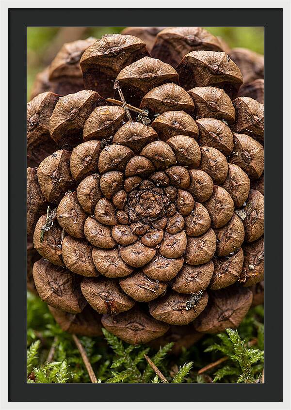 Pinecone Fibonacci Spiral