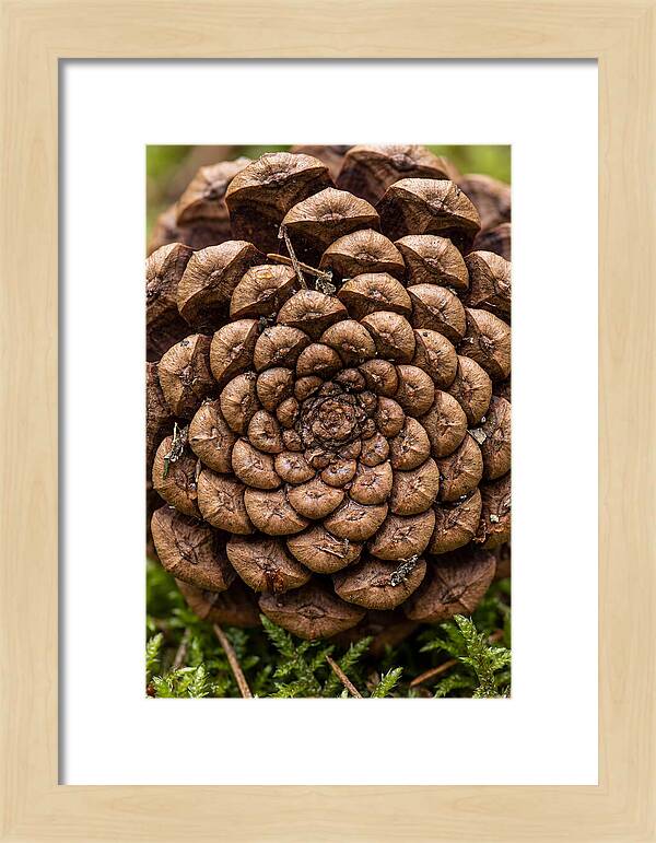 Pinecone Fibonacci Spiral