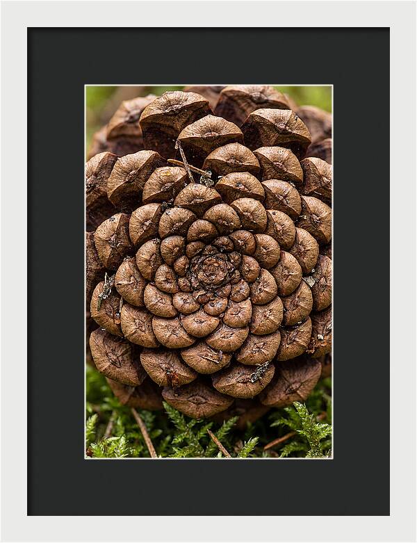 Pinecone Fibonacci Spiral