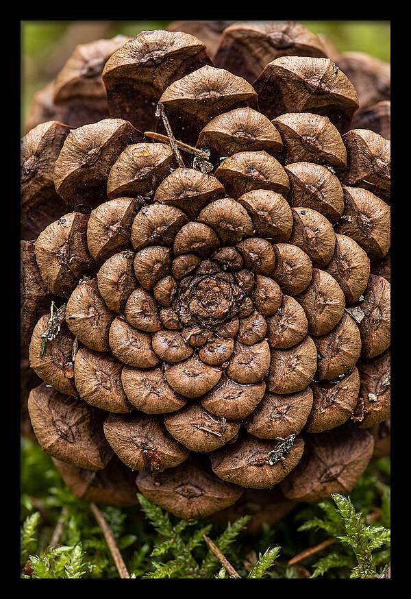 Pinecone Fibonacci Spiral