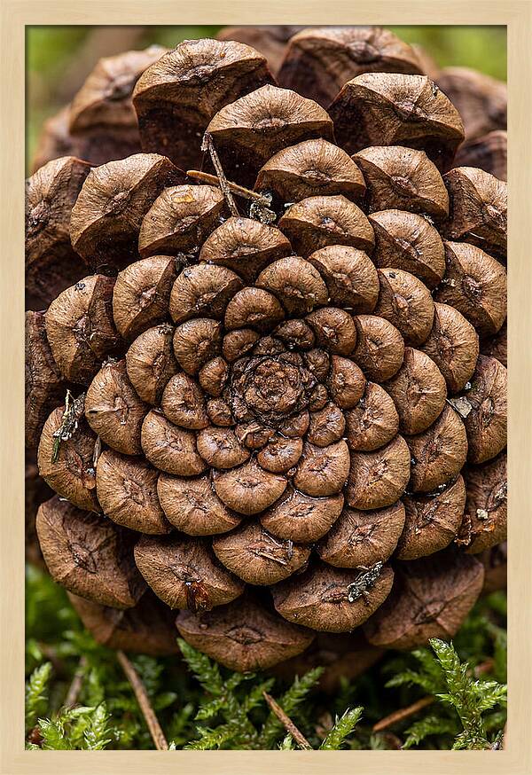 Pinecone Fibonacci Spiral