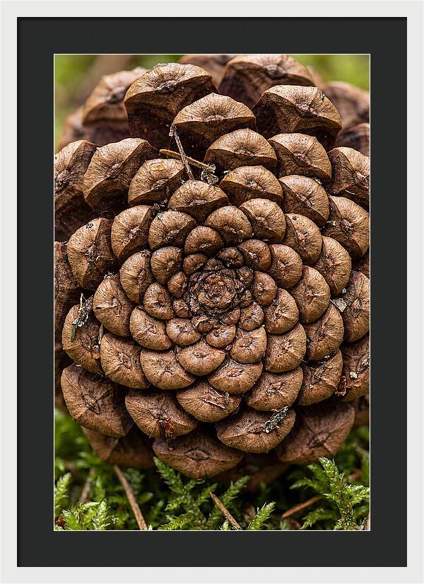 Pinecone Fibonacci Spiral