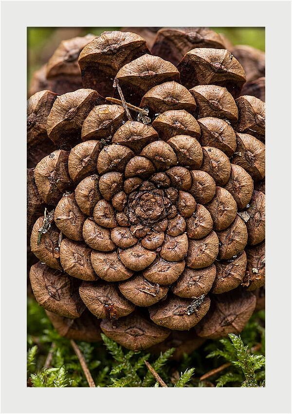 Pinecone Fibonacci Spiral
