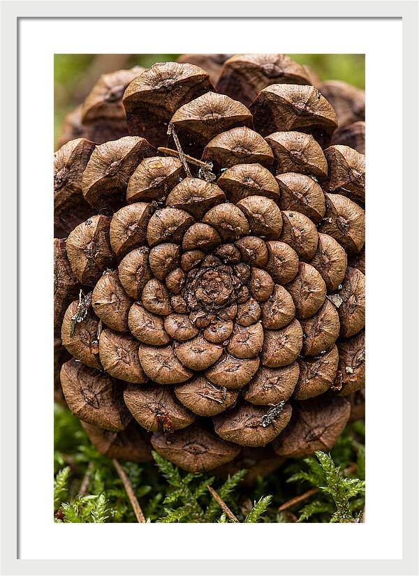Pinecone Fibonacci Spiral