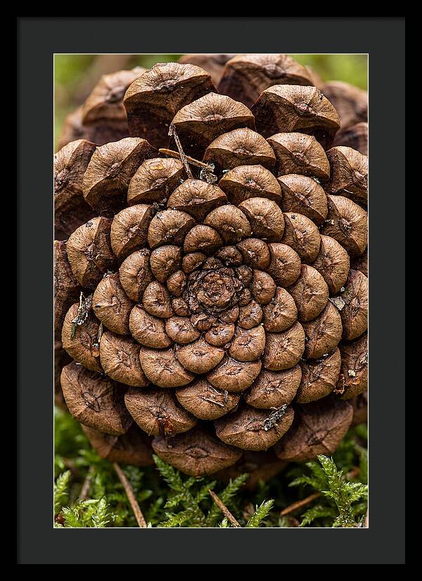 Pinecone Fibonacci Spiral