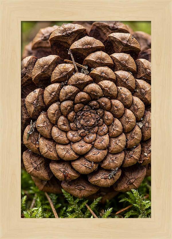 Pinecone Fibonacci Spiral